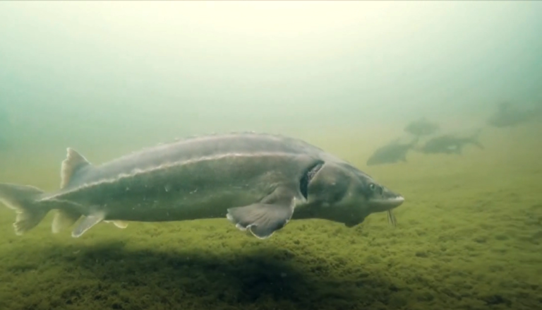 Jesetra, riba iz doba dinosaura na rubu izumiranja - RADIO LJUBUŠKI