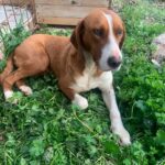 Pronađen lovački pas u Ljubuškom