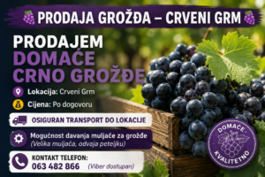 Prodaje se domaće crno grožđe